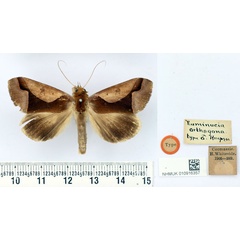 /filer/webapps/moths/media/images/O/orthogona_Euminucia_HT_BMNH.jpg