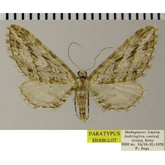 /filer/webapps/moths/media/images/C/cohabitans_Eupithecia_PTF_ZSM_02.jpg