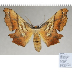 /filer/webapps/moths/media/images/E/erosa_Xenimpia_AF_ZSM.jpg
