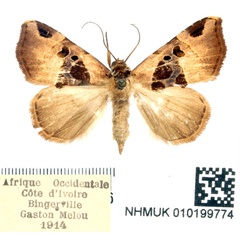 /filer/webapps/moths/media/images/A/angulina_Marcipa_AF_BMNH.jpg