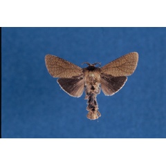 /filer/webapps/moths/media/images/L/leifaarviki_Lebedodes_HT_NHMO.jpg