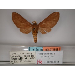 /filer/webapps/moths/media/images/C/cinctella_Rhipidarctia_HT_RMCA_01.jpg