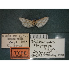 /filer/webapps/moths/media/images/E/elaphropa_Pyralidoxa_LT_RMCA_01.jpg
