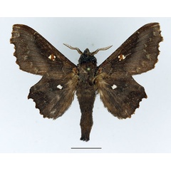 /filer/webapps/moths/media/images/O/occidentalis_Mimopacha_AM_Basquin_01.jpg