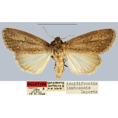 /filer/webapps/moths/media/images/L/lamtoensis_Aspidifrontia_AT_MNHN.jpg