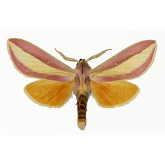 /filer/webapps/moths/media/images/A/afra_Leucophlebia_AM_Basquin_02.jpg