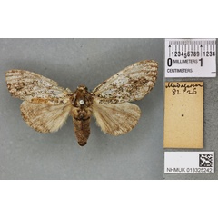 /filer/webapps/moths/media/images/M/moerens_Calliteara_PLT_BMNHa.jpg