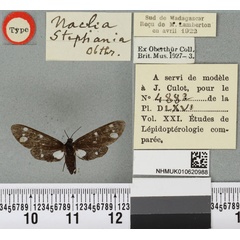 /filer/webapps/moths/media/images/S/stephania_Tritonaclia_LT_BMNHa.jpg