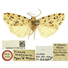/filer/webapps/moths/media/images/C/conformis_Siccia_HT_BMNH.jpg