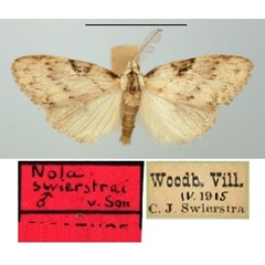 /filer/webapps/moths/media/images/S/swierstrai_Nola_PTM_TMSA.jpg