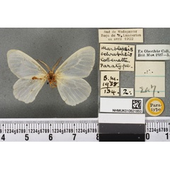 /filer/webapps/moths/media/images/O/ochrobasis_Marblepsis_PTM_BMNHa.jpg