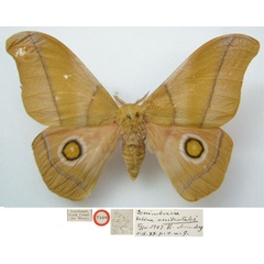 /filer/webapps/moths/media/images/O/occidentalis_Gonimbrasia_HT_NHMUKa.jpg