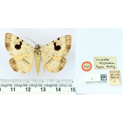 /filer/webapps/moths/media/images/A/africana_Maxula_HT_BMNH.jpg