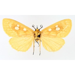 /filer/webapps/moths/media/images/O/odontophora_Rhanidophora_AM_TMSA.jpg