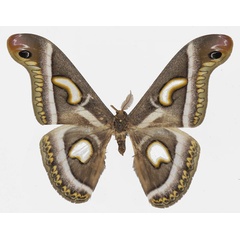 /filer/webapps/moths/media/images/W/watulegei_Epiphora_AM_Basquin_01.jpg