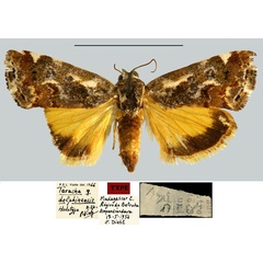/filer/webapps/moths/media/images/D/delphinensis_Tarache_HT_MNHN.jpg
