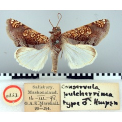 /filer/webapps/moths/media/images/P/pulcherrima_Conservula_HT_BMNH.jpg