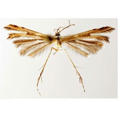/filer/webapps/moths/media/images/H/hawkingi_Crassuncus_HT_BMNH.jpg