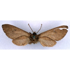 /filer/webapps/moths/media/images/P/pulverea_Metarctia_HT_BMNH_02.jpg