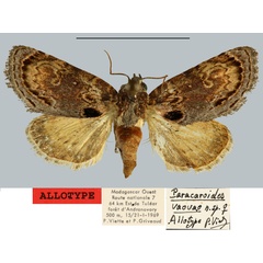 /filer/webapps/moths/media/images/V/vaovao_Paracaroides_AT_MNHN.jpg