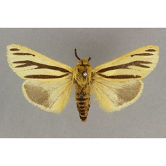 /filer/webapps/moths/media/images/L/lemniscata_Popoudina_AM_BMNH.jpg