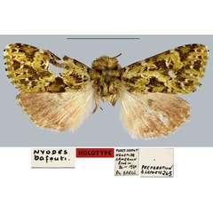 /filer/webapps/moths/media/images/B/bafouti_Nyodes_HT_MNHN.jpg