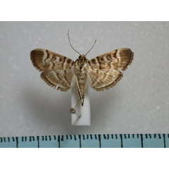 /filer/webapps/moths/media/images/F/fuscoalbalis_Dichocrocis_A_Revell.jpg
