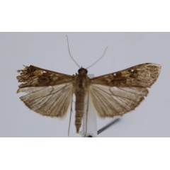 /filer/webapps/moths/media/images/N/noctuella_Nomophila_A_JMonks_01.jpg