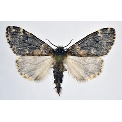 /filer/webapps/moths/media/images/I/inconspicua_Rhypopteryx_AF_NHMO.jpg