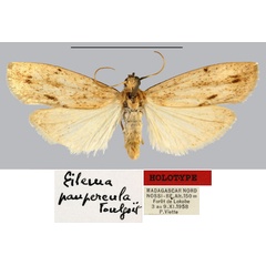 /filer/webapps/moths/media/images/P/paupercula_Eilema_HT_MNHN.jpg