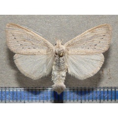 /filer/webapps/moths/media/images/S/subrosea_Laelia_A_Goff.jpg