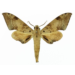 /filer/webapps/moths/media/images/H/herbuloti_Polyptychus_AM_Basquin_02.jpg