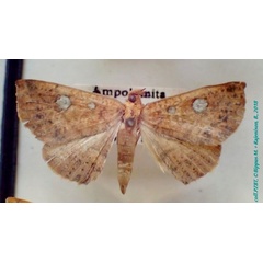 /filer/webapps/moths/media/images/A/albomacula_Talariga_AM_PZBT.jpg