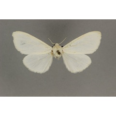 /filer/webapps/moths/media/images/A/albescens_Micralarctia_LT_BMNH.jpg