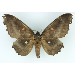 /filer/webapps/moths/media/images/O/occidentalis_Mimopacha_AF_Basquin_01.jpg