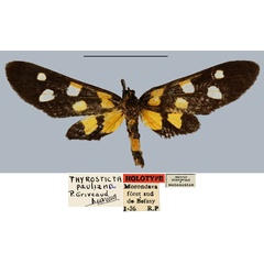 /filer/webapps/moths/media/images/P/pauliani_Thyrosticta_HT_MNHN.jpg