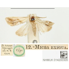 /filer/webapps/moths/media/images/E/exigua_Micra_HT_BMNH.jpg