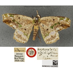 /filer/webapps/moths/media/images/V/viridicatena_Leptocolpia_HT_BMNH.jpg