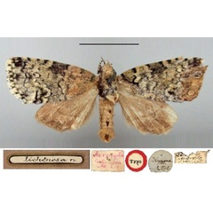 /filer/webapps/moths/media/images/L/lichenosa_Acronycta_HT_BMNH.jpg