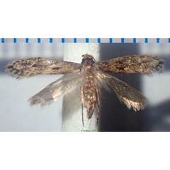 /filer/webapps/moths/media/images/A/atomosella_Praeacedes_AF_Bippus.jpg