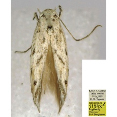 /filer/webapps/moths/media/images/T/thikensis_Scythris_HT_BMNH_k56yF7g.jpg