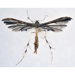 /filer/webapps/moths/media/images/S/stenodactylus_Titanoptilus_A_NHMO_01.jpg