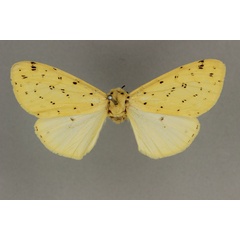 /filer/webapps/moths/media/images/T/testacea_Eyralpenus_AF_BMNH.jpg