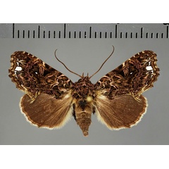 /filer/webapps/moths/media/images/T/tarsipilosa_Callopistria_AF_Fiebig.jpg