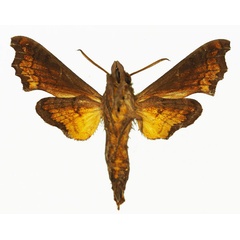 /filer/webapps/moths/media/images/L/leptis_Temnora_AM_Basquin_01b.jpg