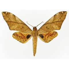 /filer/webapps/moths/media/images/V/vicaria_Platysphinx_AM_Basquin_01.jpg