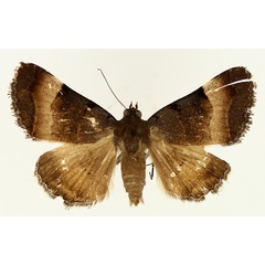/filer/webapps/moths/media/images/M/molybdopasta_Plecopterodes_AM_TMSA_02.jpg