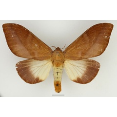 /filer/webapps/moths/media/images/M/mesoleuca_Pallastica_AF_Basquin_01.jpg