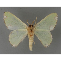 /filer/webapps/moths/media/images/R/rhodomadia_Centrochria_A_ZSM_02.jpg