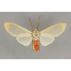/filer/webapps/moths/media/images/V/vitrea_Amerila_AF_BMNH.jpg